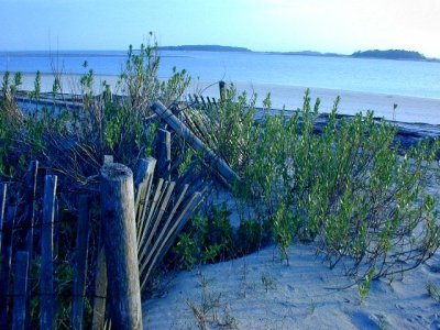 Fence line along the beach