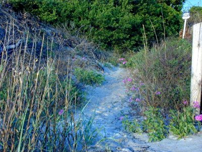 Sandy Path