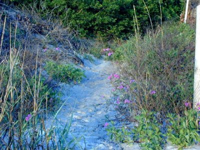 Sandy Path