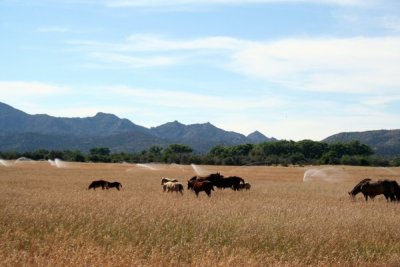 Horses near Peeples Valley AZ