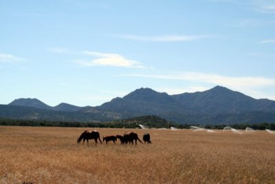 Horses near Peeples Valley AZ