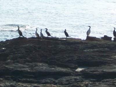 Collection of Cormorants at Es Calo