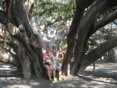 Lahina Banyan Tree