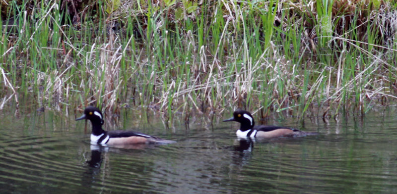 Two Male Hooded Mergansers