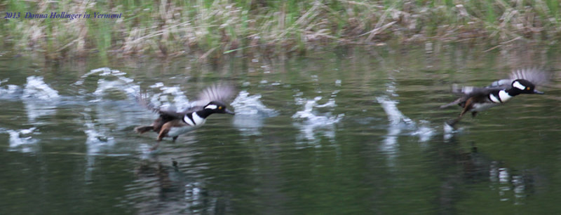 Two Hooded Mergansers Flying away 