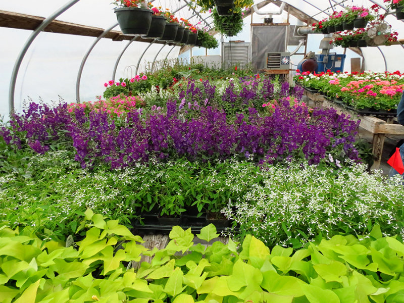 Plant Offerings at Crossroads 