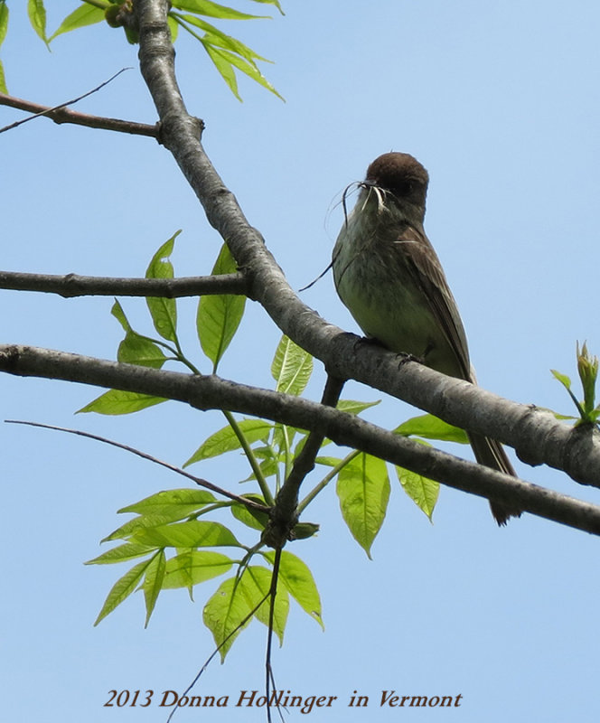 Phoebe With Nesting Material