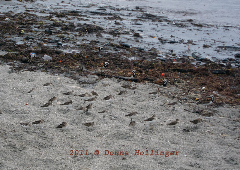 Newport Beach with Ruddy Turnstones and Sanderlings