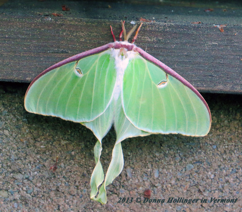  Actias luna moth