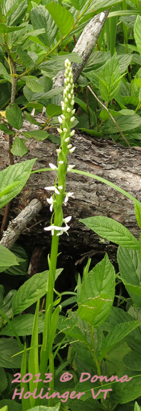 Platanthera dilatata