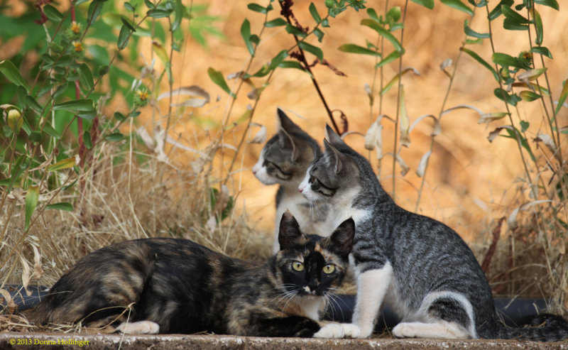 Feral Kittens at Dawn