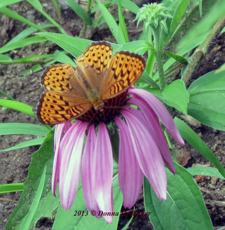 Speyeria aphrodite or (Eastern) Aphrodite on Echinacea