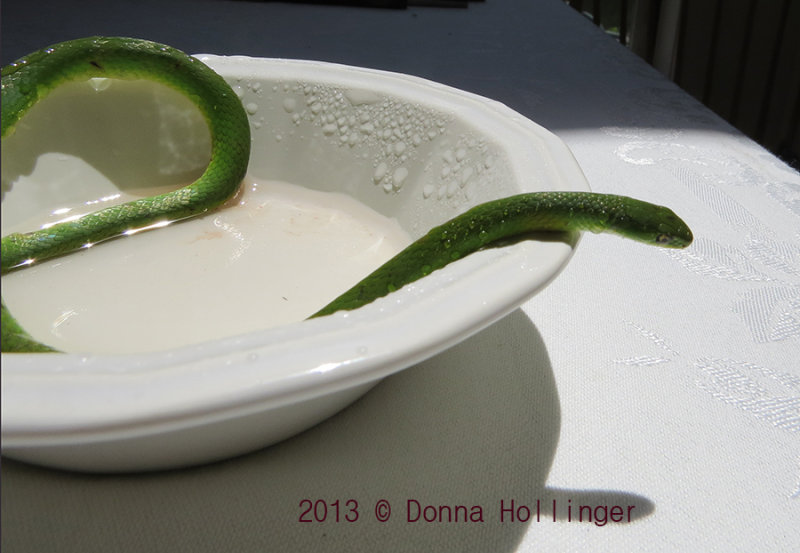 Bathtub for the Green Snake before the pond