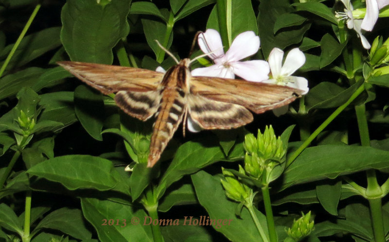 Sphinx  chersis? visiting phlox flowers 