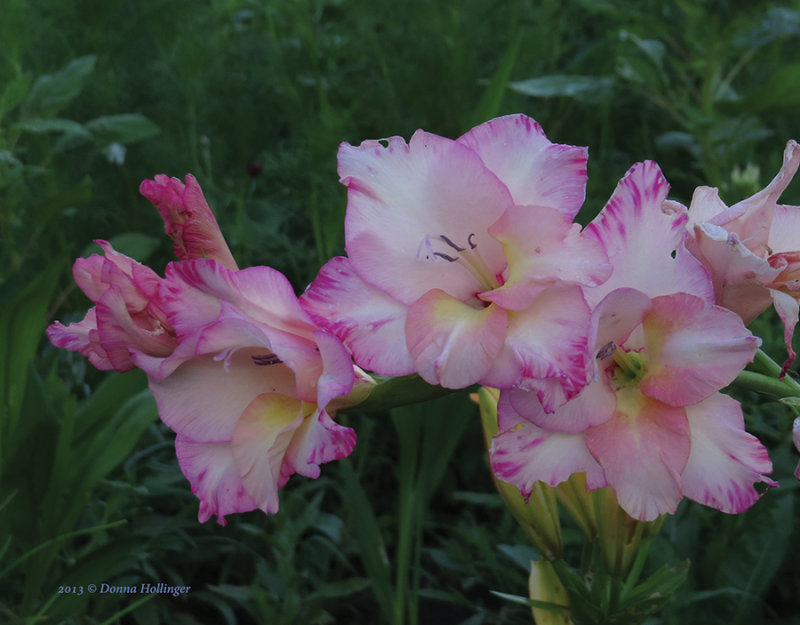 900.Michaels Glads