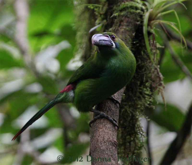 Crimson-rumped Toucanet