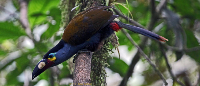 Plate - Billed Mountain -Toucan
