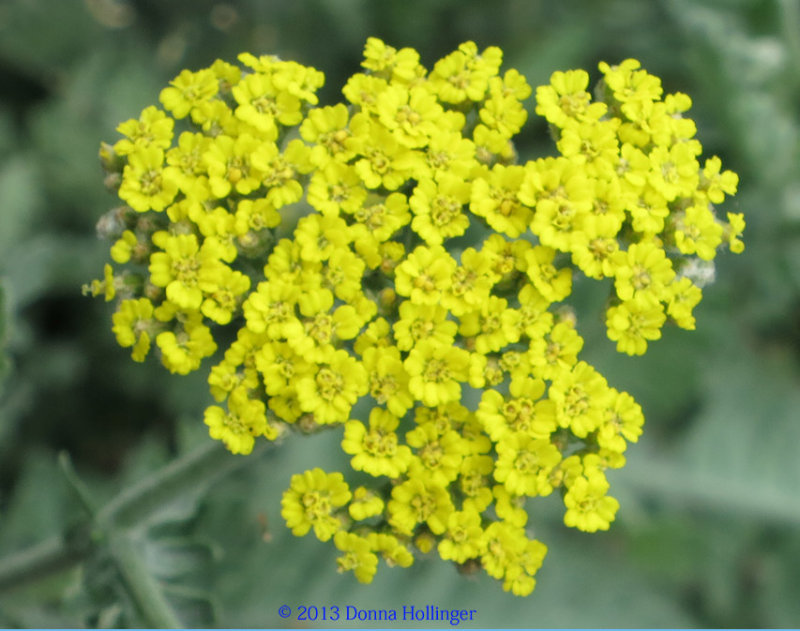 Yellow and Gray-Green Yarrow