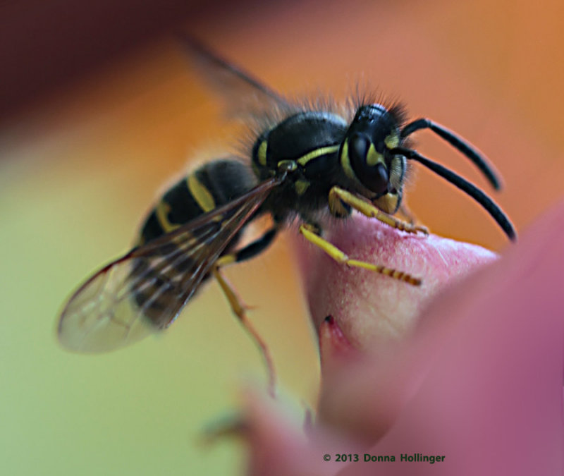 Yellow Jacket with a Buzz Cut