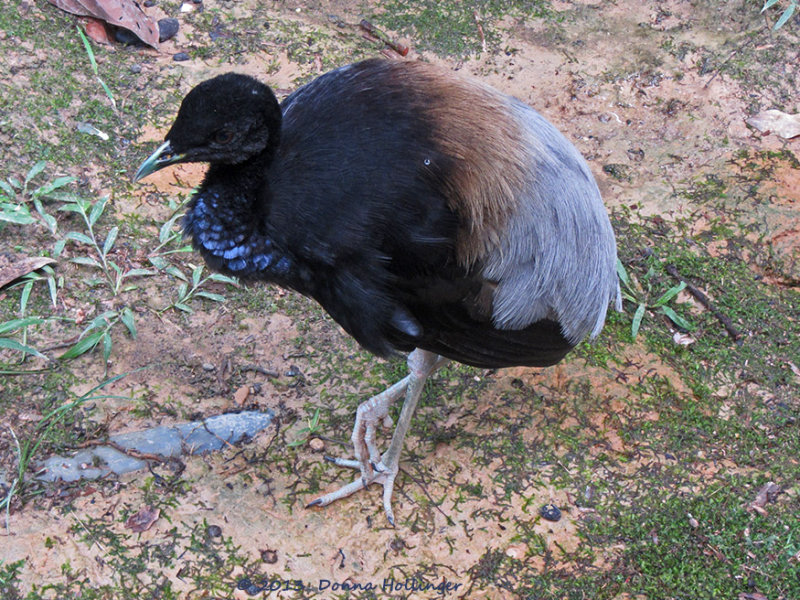 Gray Winged Trumpeter