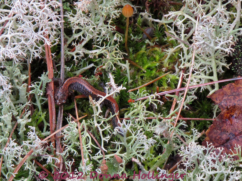 A small mushroom and a small Newt!