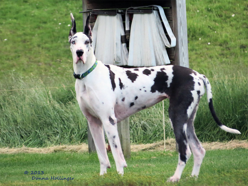 Big Ears Great Dane