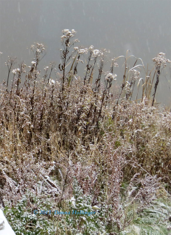 Snowy Ferns