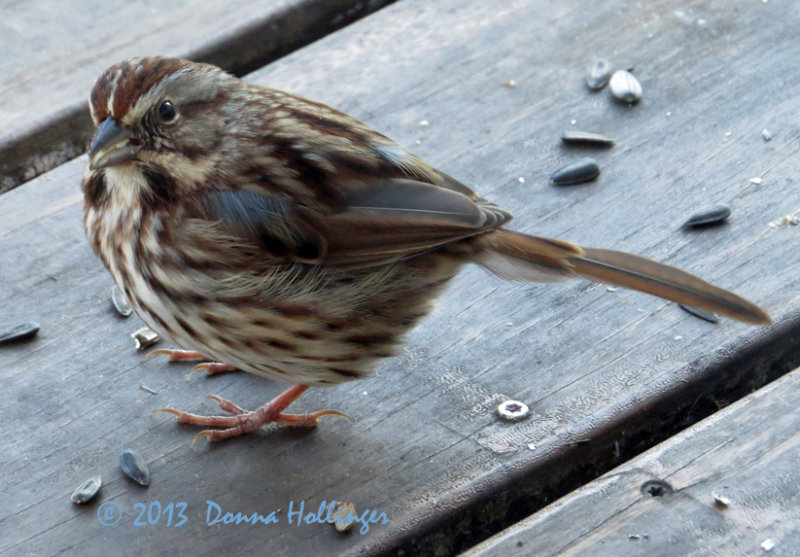 Song Sparrow