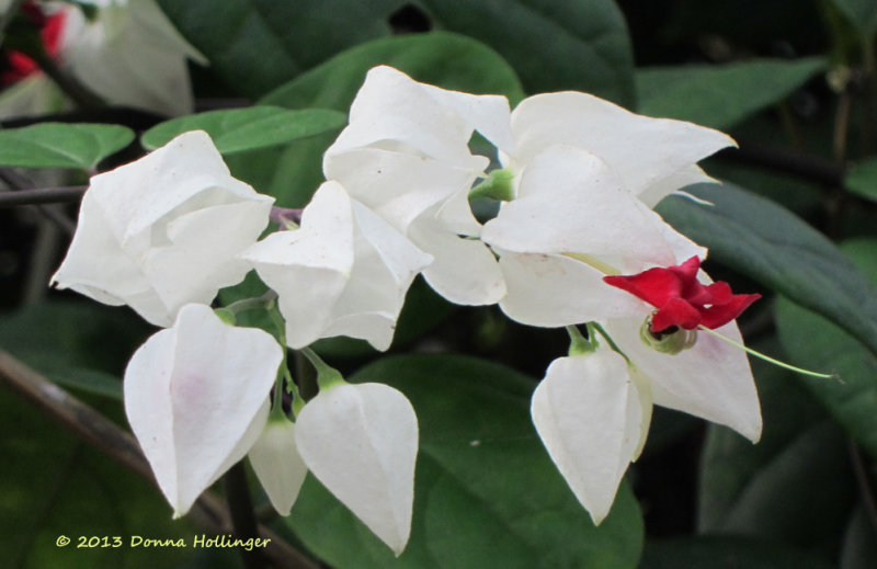 Butterfly Garden (Mariposa) at Sacha Lodge