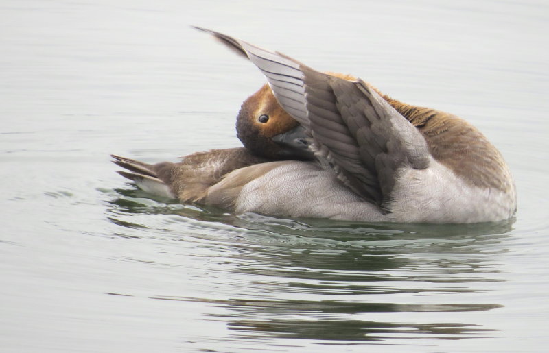 Female Canvasback Grooming Today