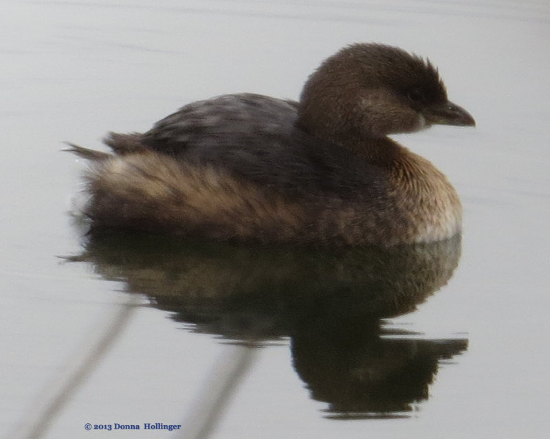 Least Grebe