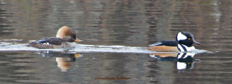Smiling Hooded Mergansers (Male and Female)