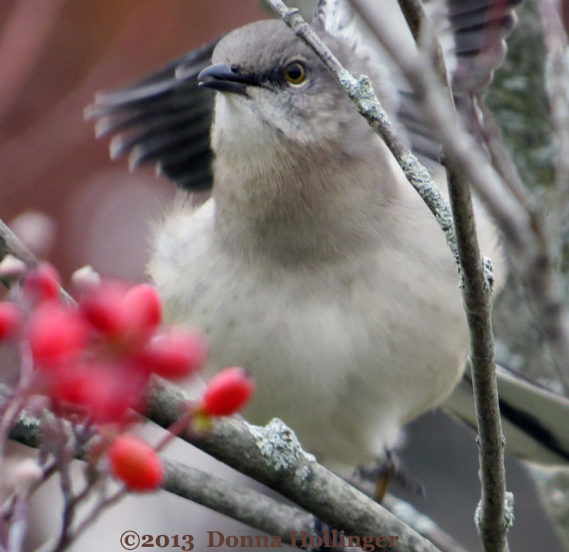 Mockingbird, Ready to Gobble Berries