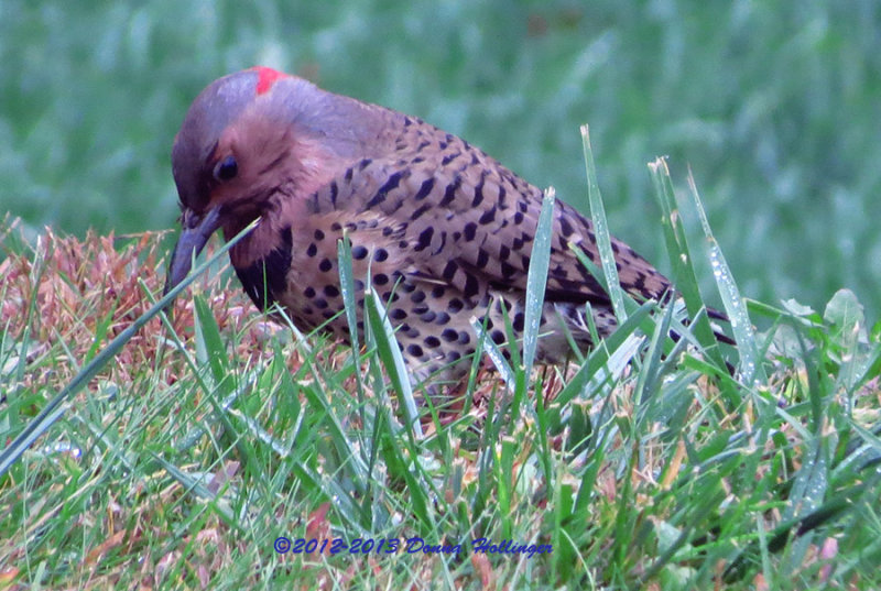 Northern Flicker