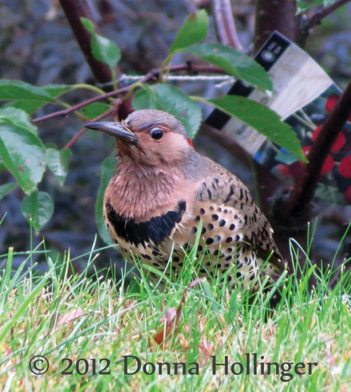 Northern Flicker