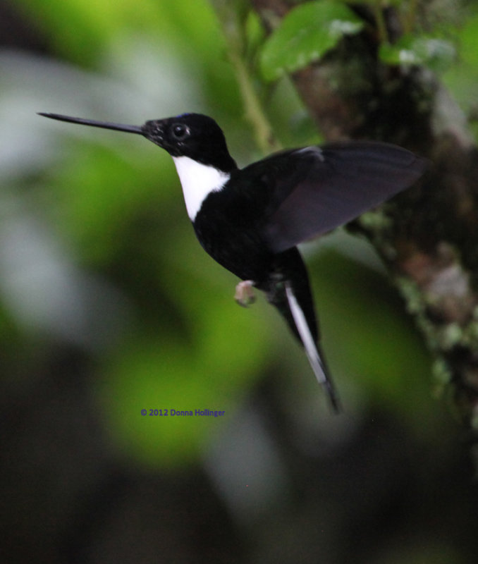 Collared Inca