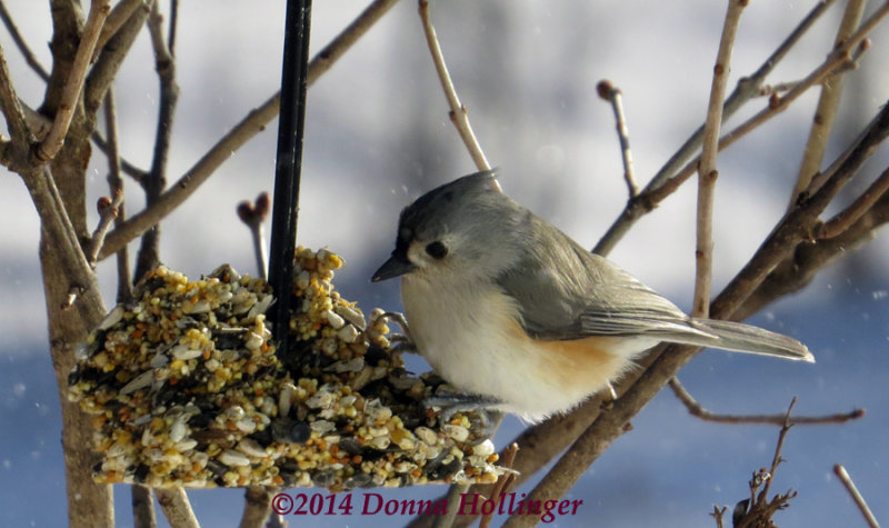 Titmouse Feeding in the Lilac
