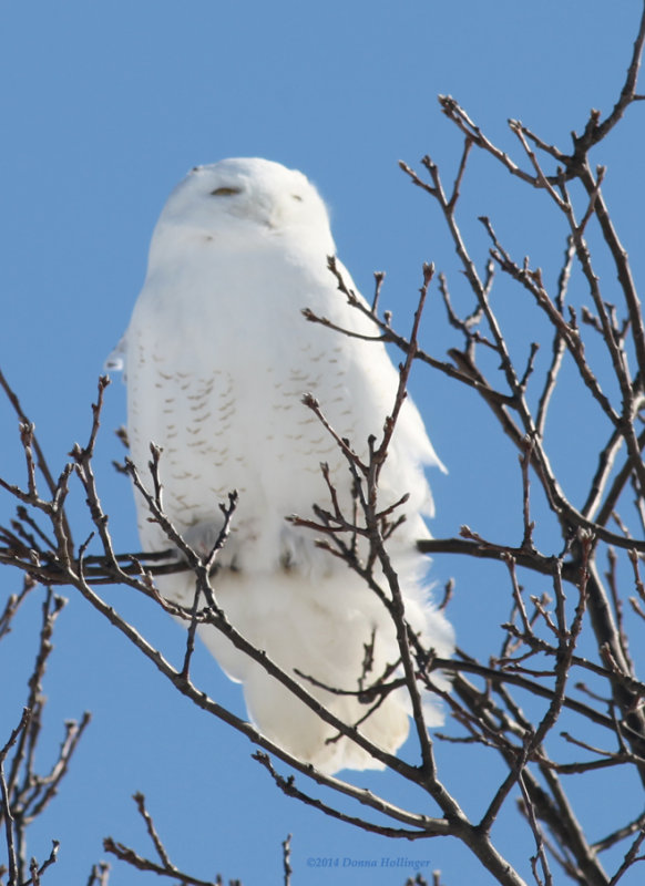 Snowy Owl in the Tree