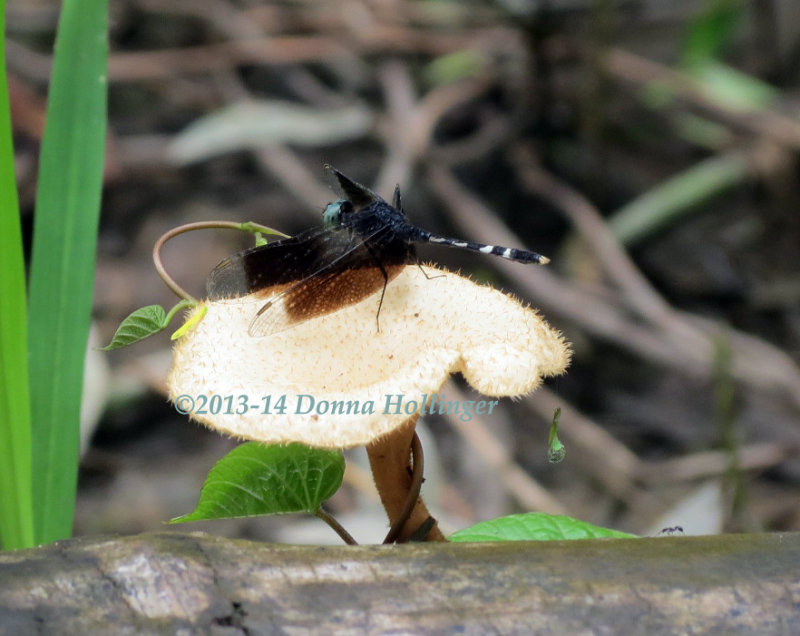 Dragonfly (dragonlet?) on the Napo River Peru
