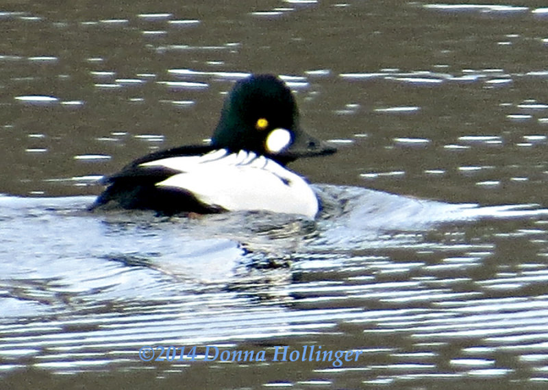 Bucephala clangula (Common Goldeneye)