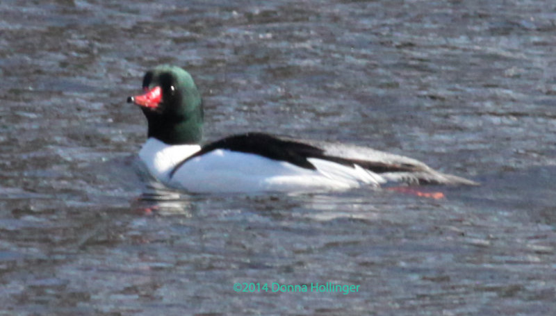 Common Merganser Male