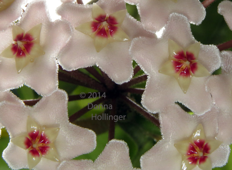 Hoya Flowers At Home