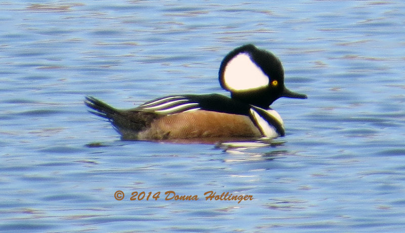 Young Male Hooded Merganser