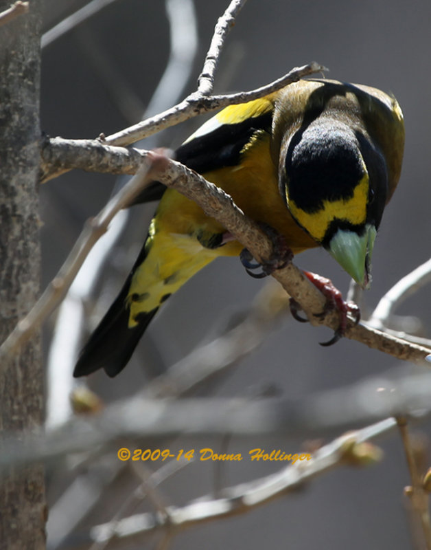 Evening Grosbeak Eating Suet