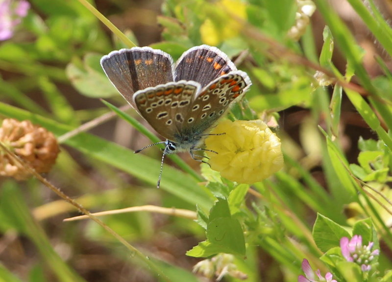 Maybe a hairstreak Butterfly in the Olive Grove