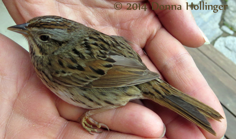 A  Lincolns Sparrow