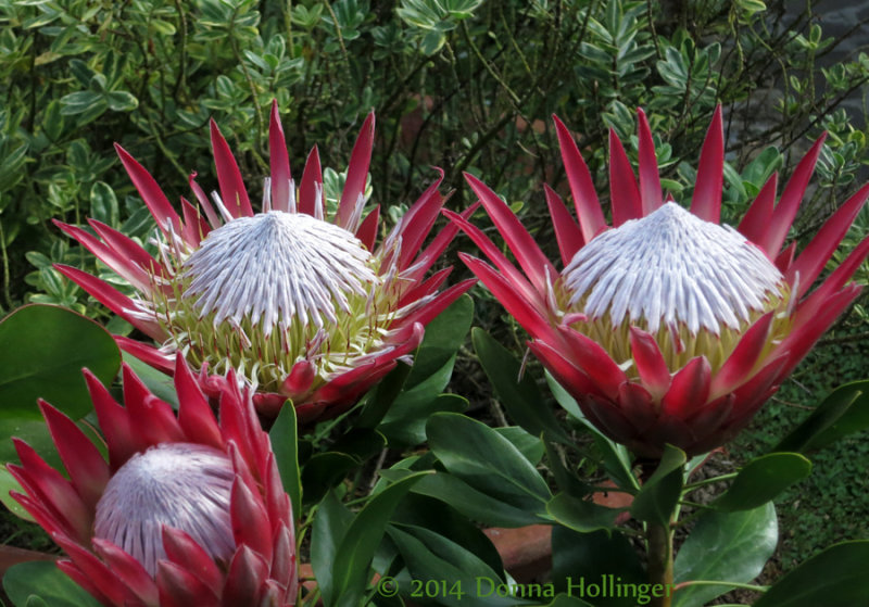 Protea Growing at the Hotel Villa Clementina
