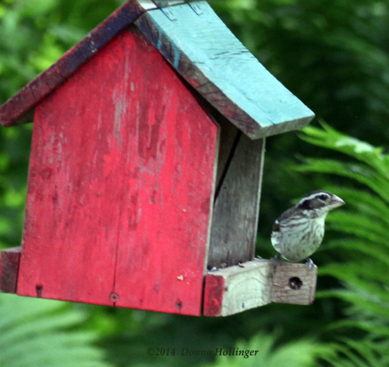 RoseBreasted Grosbeak Female 