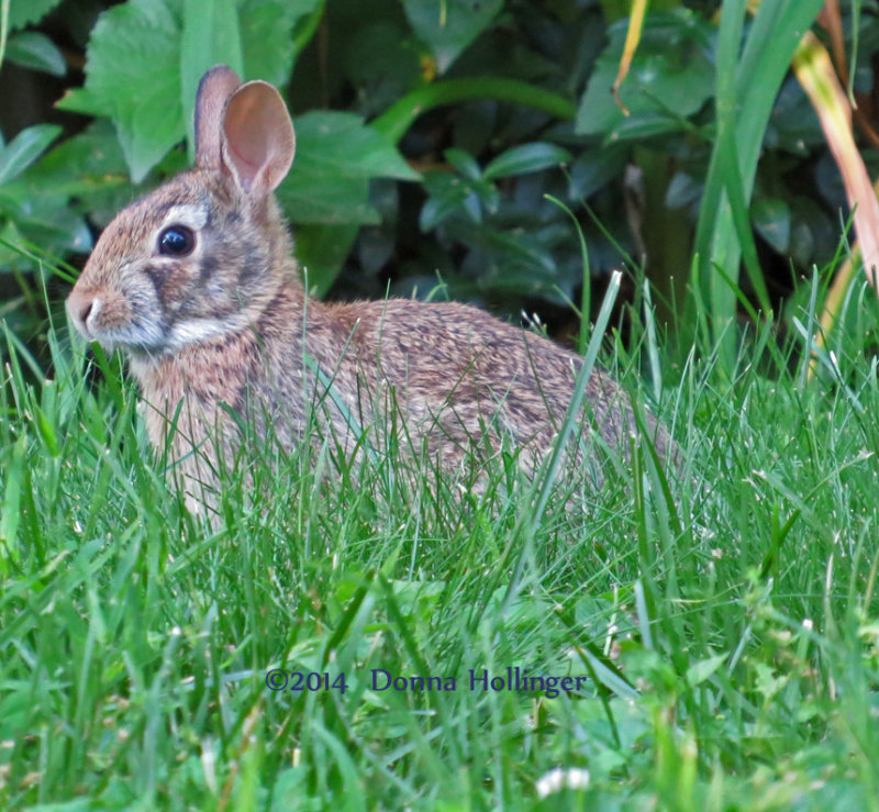 Cottontail Rabbit