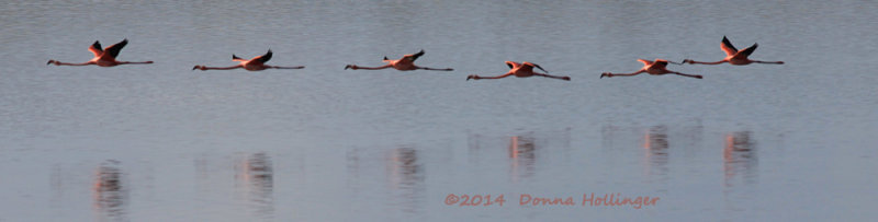 Six Flamingos Flying